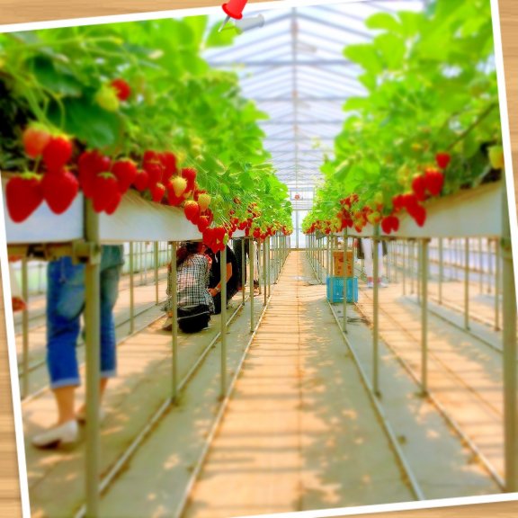 イチゴ狩り❤️