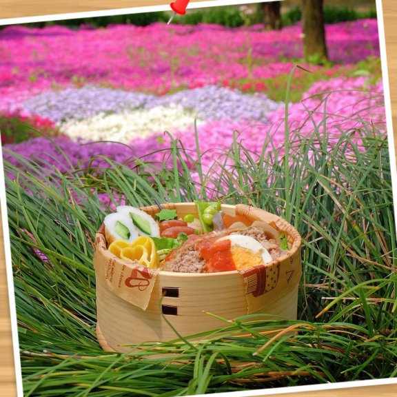 〜花より弁当〜 ( ´ ▽ ` )ﾉ 週末限定！妻の手作りお弁当【自分用】♡ ミートローフとチャーハン弁当(^^) お外でのお弁当が定番化〜♪( ´θ｀)ノ シバザクラが綺麗ですよ〜