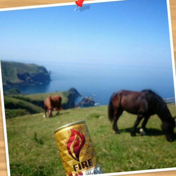 断崖で馬は草を食み、私はそれをみながらコーヒーを飲みました