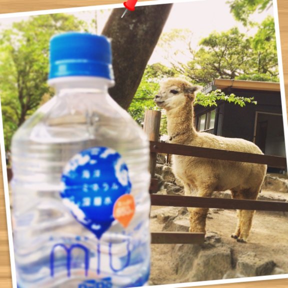 こんにちは！ アルパカに会いに行ってきました♡♡ ツバを吐かれないか ドキドキしながら（≧∇≦） 大人しいとかわいい(*^_^*)