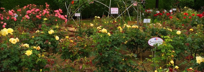 福山ＳA ミニ薔薇園