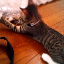 mchan0618さんの写真