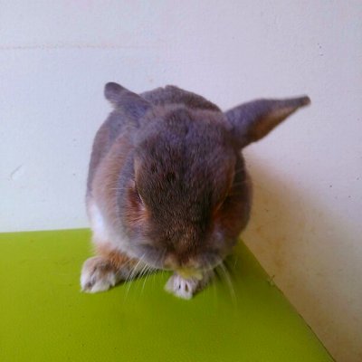 ウサギカフェ おひさま カフェ 喫茶 その他
