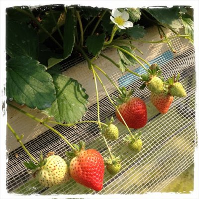 ストロベリーフィールズ 筑紫野いちご いちじく農園 果物
