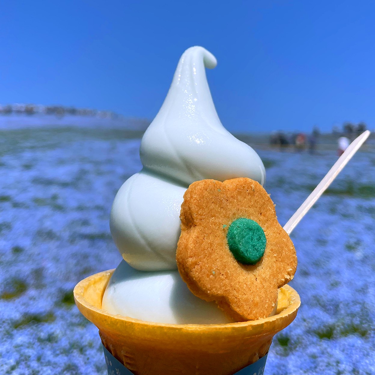 amaebi:国営ひたち海浜公園(アイスクリーム)の写真 - ミイル(miil) amaebi:国営ひたち海浜公園(アイスクリーム)の写真 - ミイル(miil)