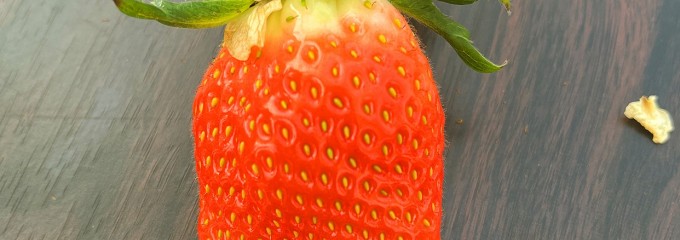 湘南いちご狩りセンター