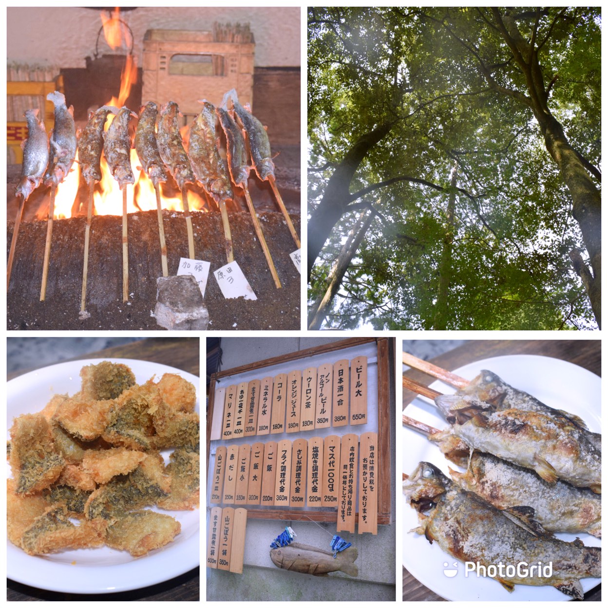 上川 養 鱒 場