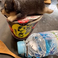 yoshisoさんの写真