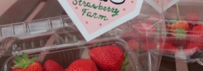 いちご狩り いちご園 Strawberry Farm No.15（the Farm UNIVERSAL)