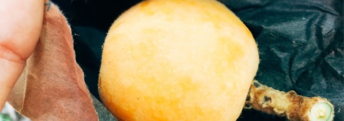 道の駅とみうら 枇杷倶楽部 苺庭園