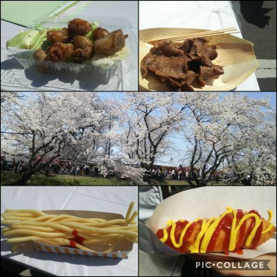各務原市桜まつり お花見