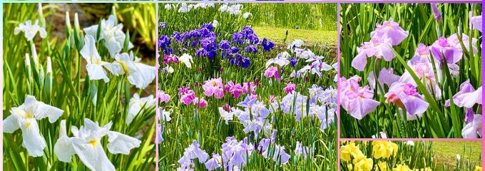 多賀城跡あやめ園