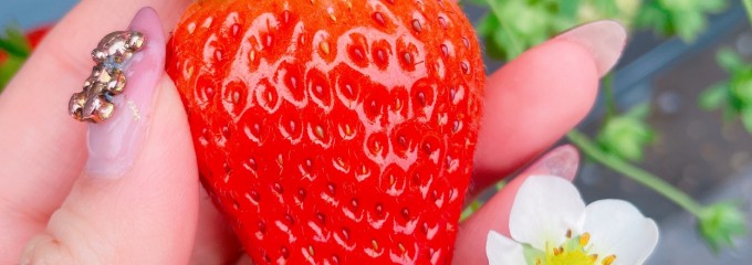 strawberryfarmふじもと（いちご狩り）