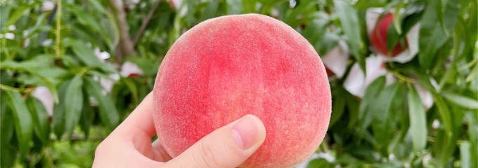 中込農園