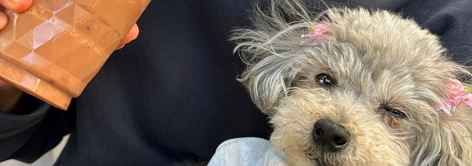 GODIVA 土岐プレミアム・アウトレット店