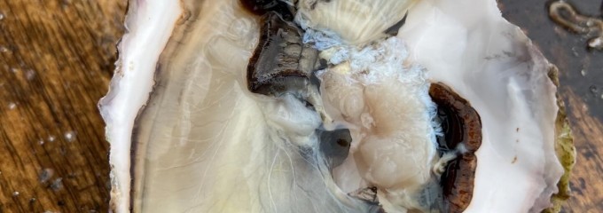 森田水産 那珂湊本店