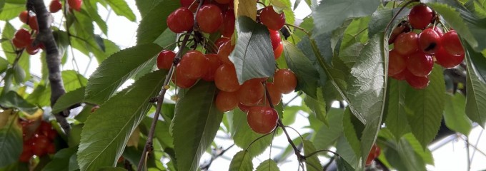 大橋さくらんぼ園