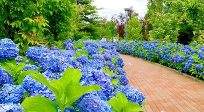 お台場海浜公園 ビール