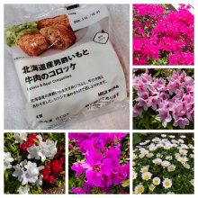 murasaki2014さんの写真