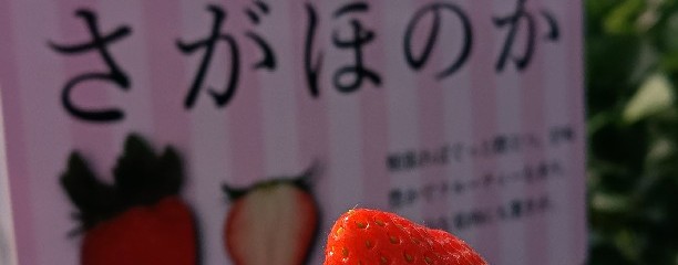 ICHIGO ZANMAI イチゴザンマイ