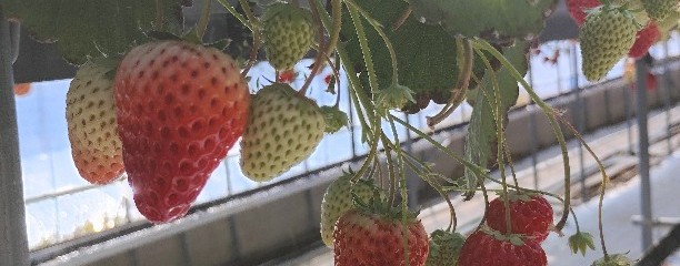 いちごらんど中西