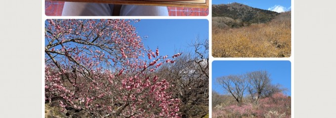 かしわや