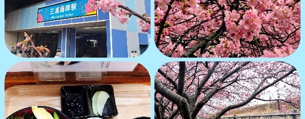 三浦海岸桜まつり