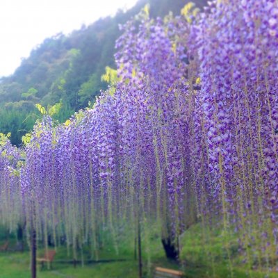 白毫寺 お花見