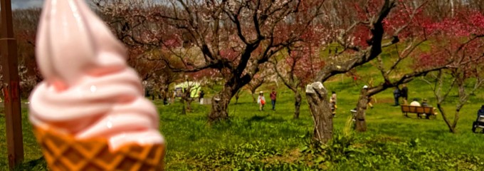 平岡公園梅林