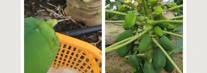 浜本ファームの砂丘パパイヤ農園