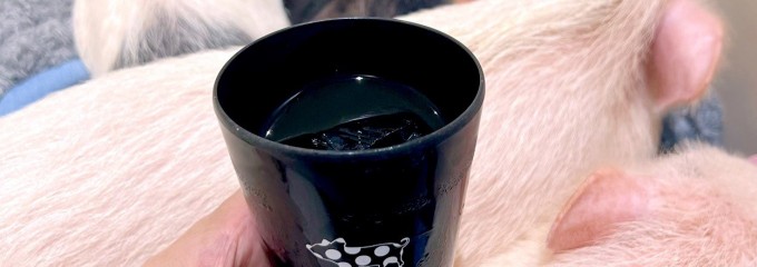 pignic cafe 吉祥寺店