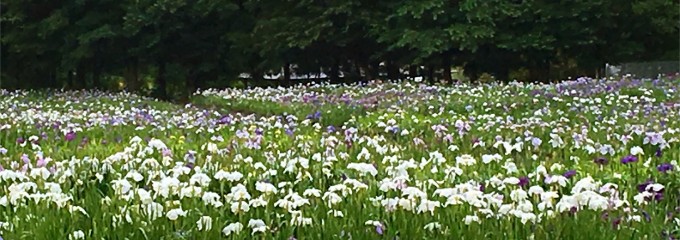 八紘学園花菖蒲園