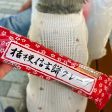 oyutaさんの写真