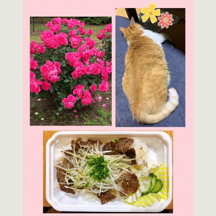 やきとりの扇屋 西新井駅前店 西新井駅 焼鳥 串焼 鳥料理