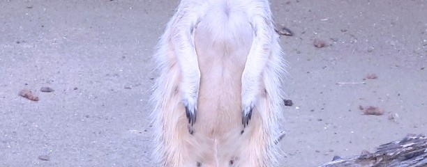 よこはま動物園ズーラシア