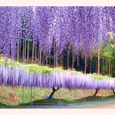 白毫寺 お花見 白毫寺 お花見