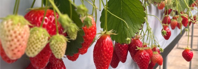 おかだいちご園