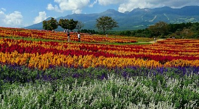 那須フラワーワールド お花見