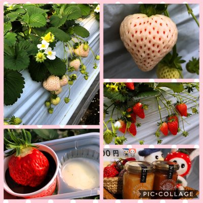 いちごブルーベリー農園 ベリーの森 果物
