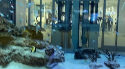 ゴディバ イオンモール沖縄ライカム店 お土産