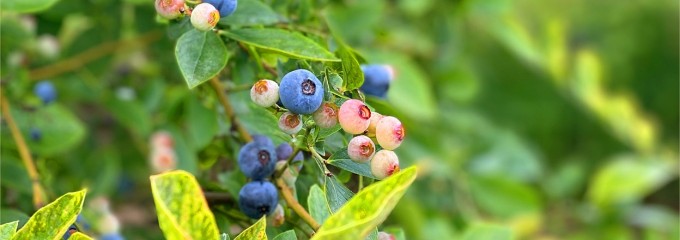 八街ブルーベリーファーム 春夫観光農園