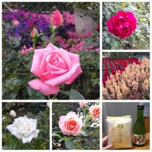 murasaki2014さんの写真