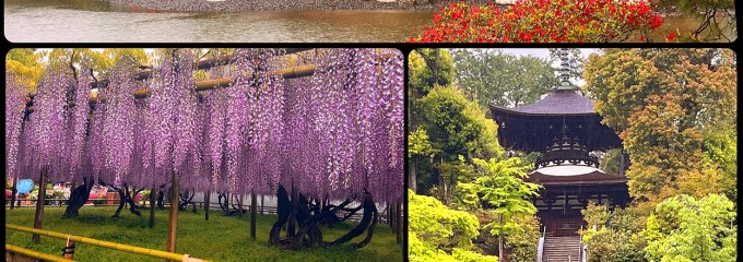 cafe de 桜