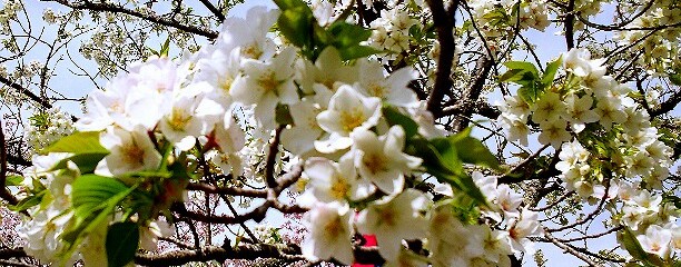 桜淵公園