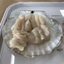 kokentaさんの写真