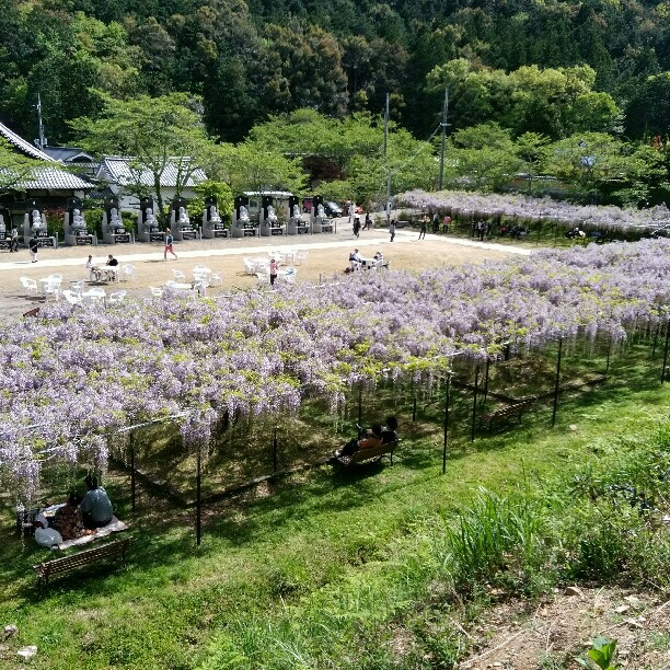 白毫寺 お花見