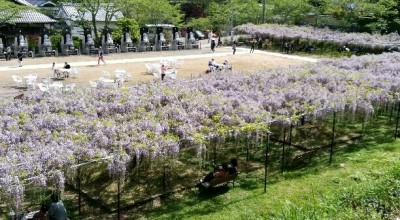 白毫寺 お花見