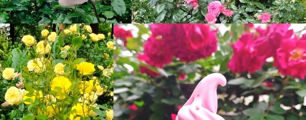 四季の香公園(バラ園・ハーブ園)