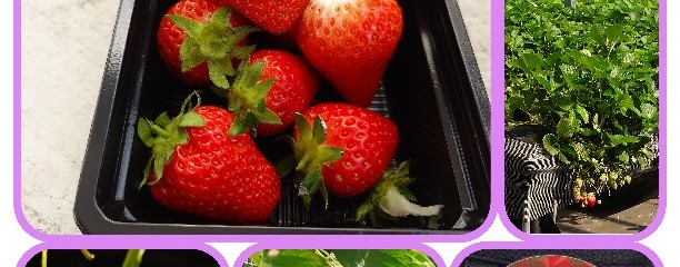 岡山フルーツ農園