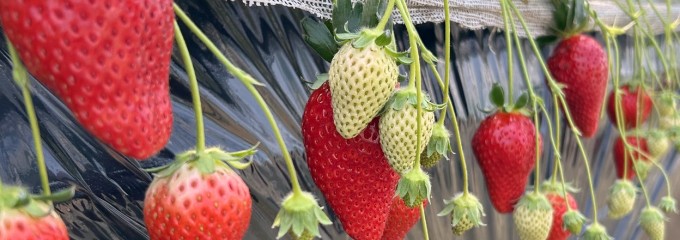 いちごBOX(Ichigo Box)